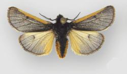 Andesobia jelskii